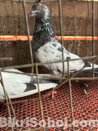 কবুতর ১ জোরা